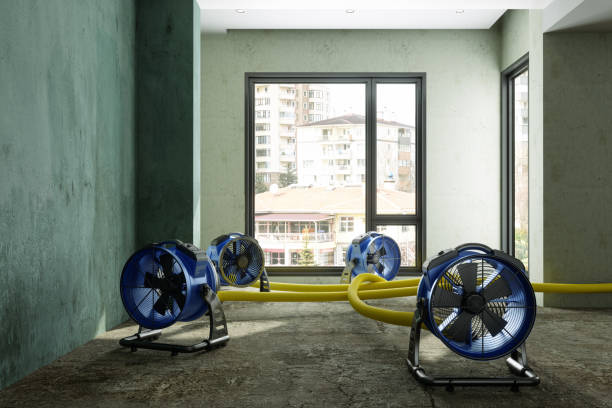 Best Professional water damage repair  in Steubenville, OH